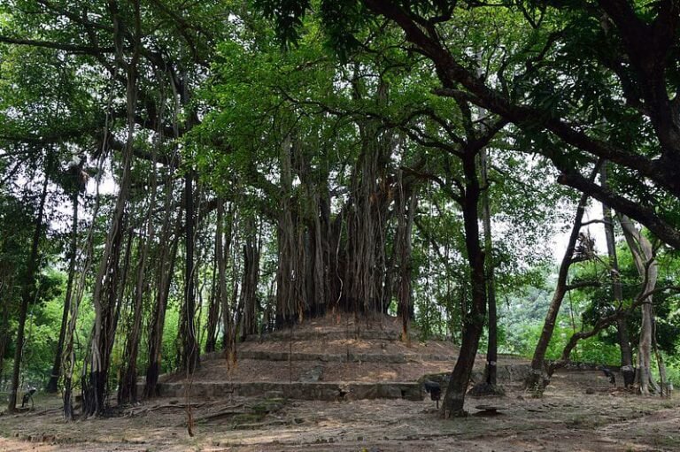 Tinpahar Banyan Tree